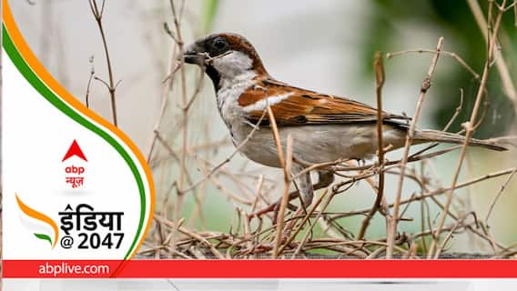 छोटी सी गौरैया में हैं बड़े गुण, पर्यावरण के चक्र का बेहद जरूरी अंग है बिहार का राजकीय पक्षी