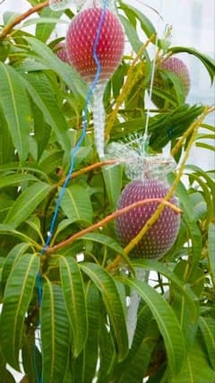 ఒక్క మామిడి పండు 10 వేలు