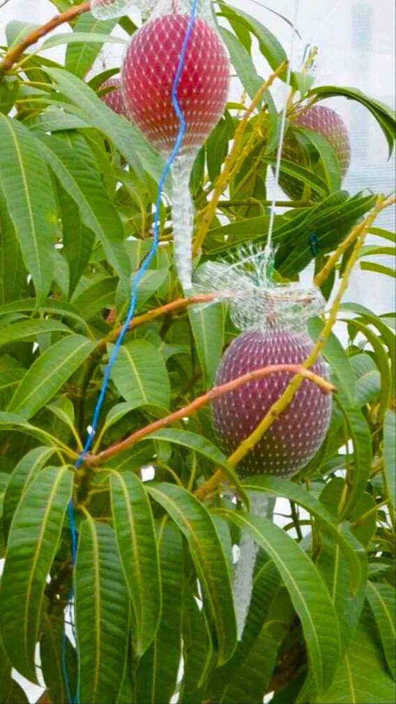 ఒక్క మామిడి పండు 10 వేలు