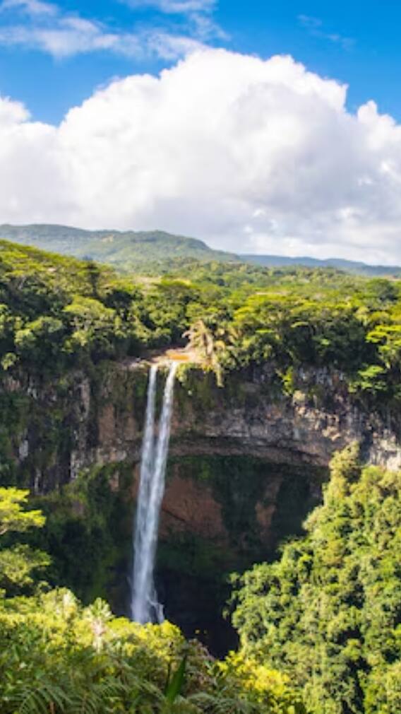 अमेजन के बाद सबसे घने जंगल किस देश में, कौन करता है इसकी देखभाल?