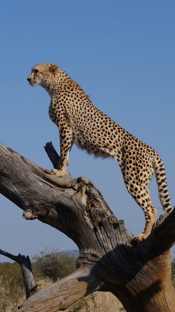 10 Fastest Animals In The Wild