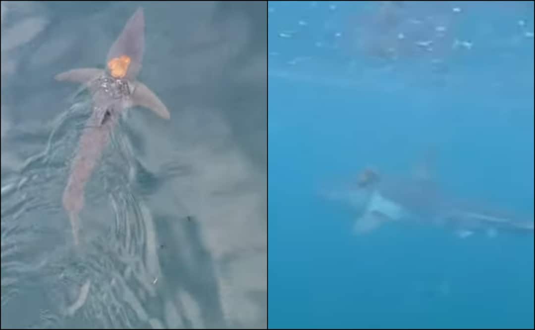Rare ‘Sharktopus’ Sighting: Scientists Stunned As Octopus Rides A Fast-Moving Shark In Ocean Rare ‘Sharktopus’ Sighting: Scientists Stunned As Octopus Rides A Fast-Moving Shark In Ocean Rare ‘Sharktopus’ Sighting: Scientists Stunned As Octopus Rides A Fast-Moving Shark In Ocean