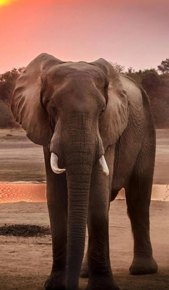 कितनी होती है हाथी की उम्र?