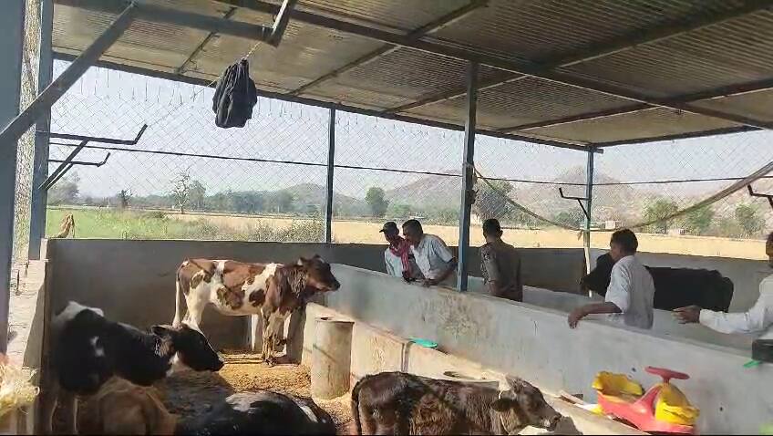 Cow Brutally Slaughtered in Sabarkantha, Unidentified Men Cross All Limits Crime News: સાબરકાંઠામાં ક્રૂરતાની હદ વટાવી, અજાણ્યા શખ્સો ગૌ માતાનું ગળું કાપીને પોતાની સાથે લઈ ગયા