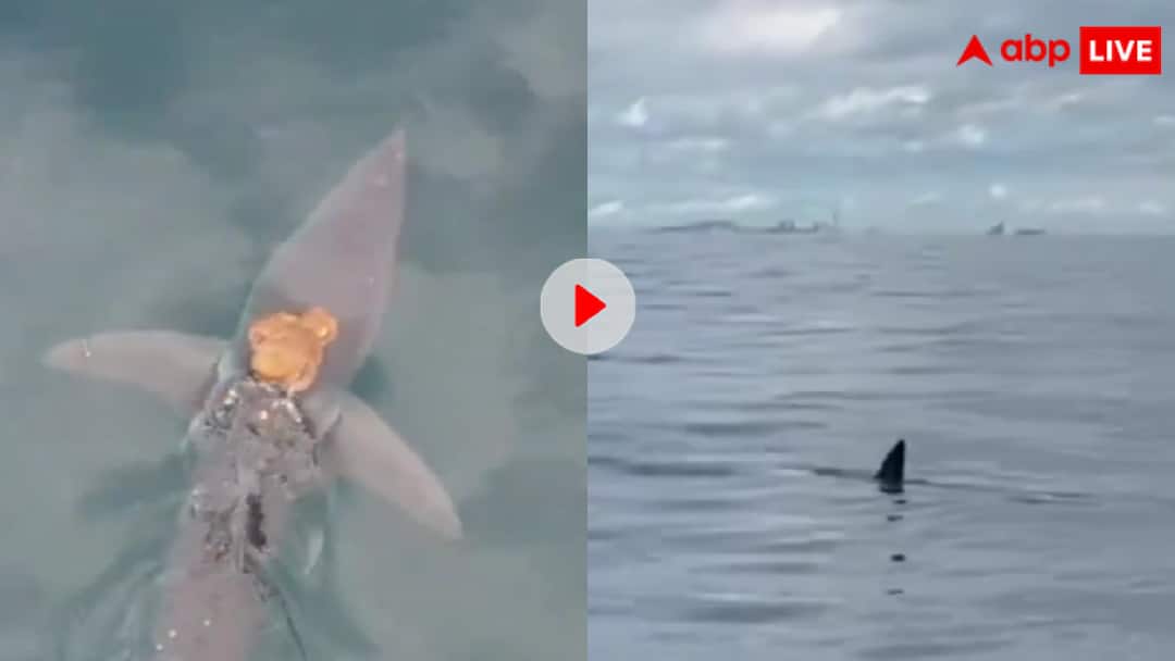 Octopus rides on the back of shark video going viral on social media मुफ्त का सफर! शार्क की पीठ पर बैठकर ऑक्टोपस ने लिए मजे, वीडियो देख यूजर्स बोले- मौत की सवारी
