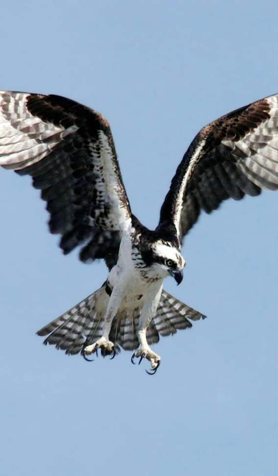 कितनी ऊंचाई तक उड़ सकता है बाज?