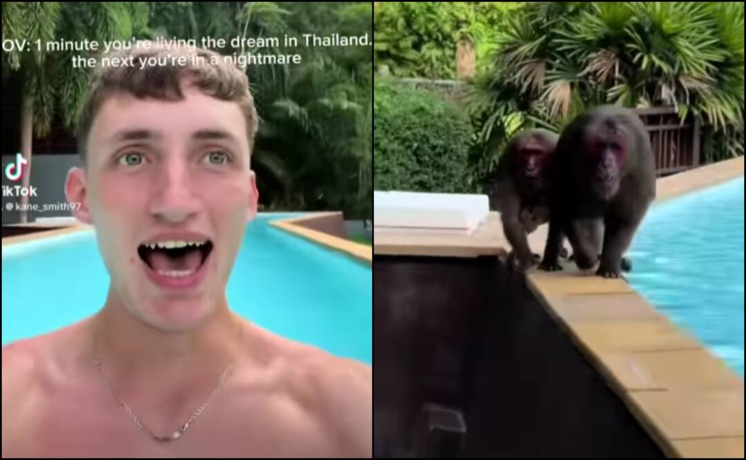 ‘Scariest Moment Of My Life’: British Tourist’s Terrifying Encounter With Monkeys In Thailand Goes Viral ‘Scariest Moment Of My Life’: British Tourist’s Terrifying Encounter With Monkeys In Thailand Goes Viral