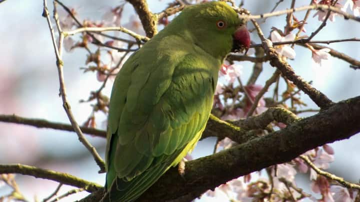 तोता और कौवा को भी पक्षियों में सबसे चतुर माना जाता है. ये भी लोगों की बातों को आसानी से समझ और भांप लेते हैं.