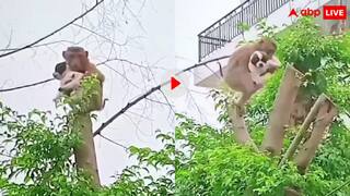 पेड़ पर फंसे पपी की बंदर ने बचाई जान, वायरल वीडियो देख तारीफ करने लगे लोग