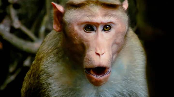 बंदर अपनी बुद्धि और सीखने की क्षमता के लिए जाने जाते हैं. वे इंसानों की तरह कई तरह के काम कर सकते हैं.