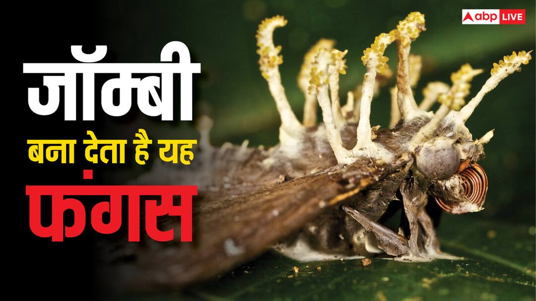 What is cordyceps fungus that turns ants into zombies how it works Zombie Ant Fungus: इस फंगस से जॉम्बी बन जाती हैं चींटियां, इंसानों के लिए हो जाती हैं इतनी खतरनाक