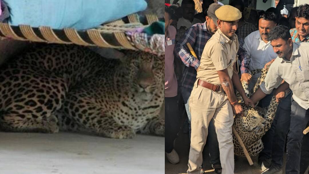 Caught leopard in Jalore of Rajasthan after 9 hour rescue operation ANN जालोर में तेंदुए ने ग्रामीणों पर किया हमला, 9 घंटे के रेस्क्यू ऑपरेशन के बाद किया गया काबू