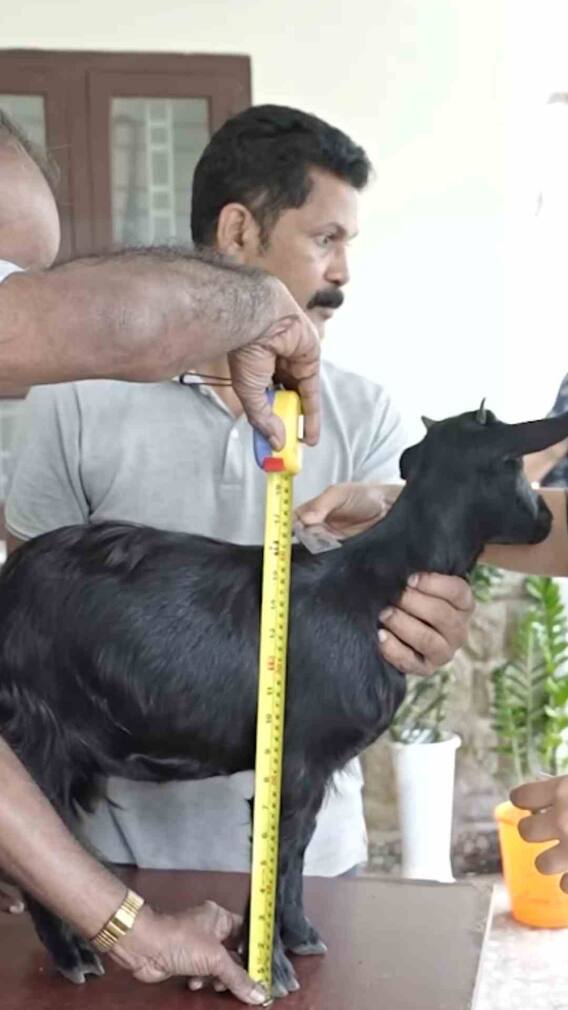 ये है वर्ल्ड बुक ऑफ गिनीज में दर्ज दुनिया की सबसे छोटी बकरी