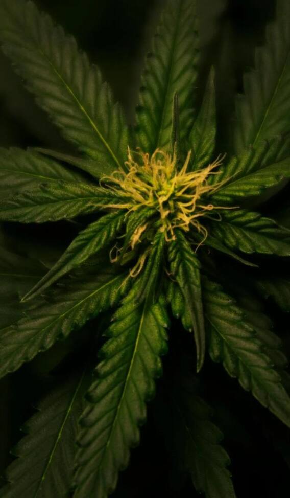 क्या भांग की चटनी खाने से भी हो जाता है नशा?