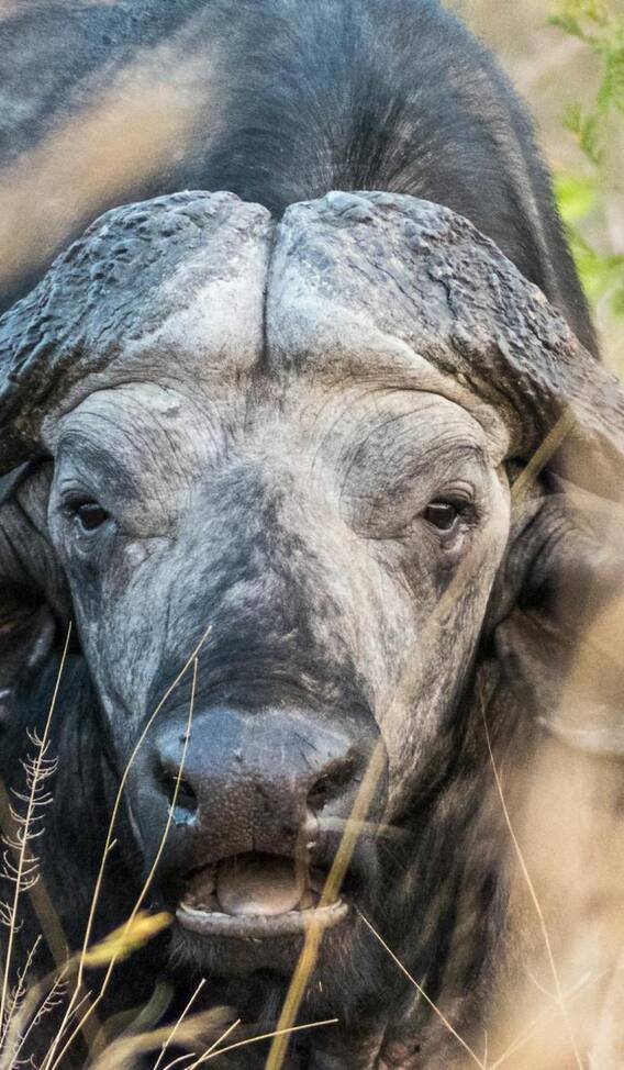 किस तरह के होते हैं असली मुर्रा भैंस के सींग?