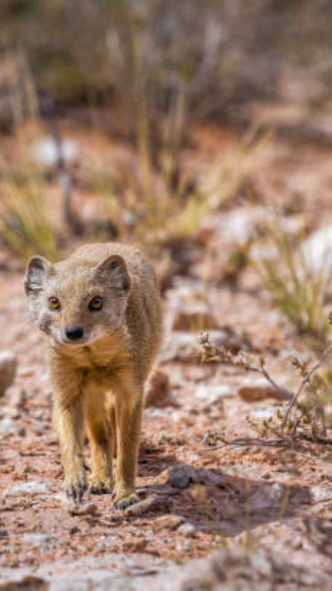 हमारे हिन्दू धर्म में नेवले को कुबेर भगवान का वाहन माना जाता है