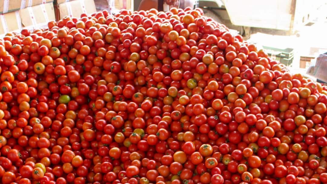 TOMATO PRICE: குவியல் குவியலாக கொட்டி கிடக்கும் தக்காளி.. அள்ளிச்செல்லும் மக்கள்- ஒரு கிலோ வெறும் இவ்வளவு தானா.!!