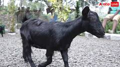 ये है वर्ल्ड बुक ऑफ गिनीज में दर्ज दुनिया की सबसे छोटी बकरी, हाइट इतनी कम कि स्केल से ही ले सकते हैं नाप