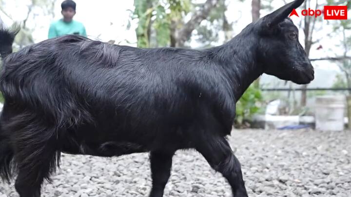 पीटर, जो एक किसान परिवार से आते हैं, उन्होंने गिनीज बुक को बताया,