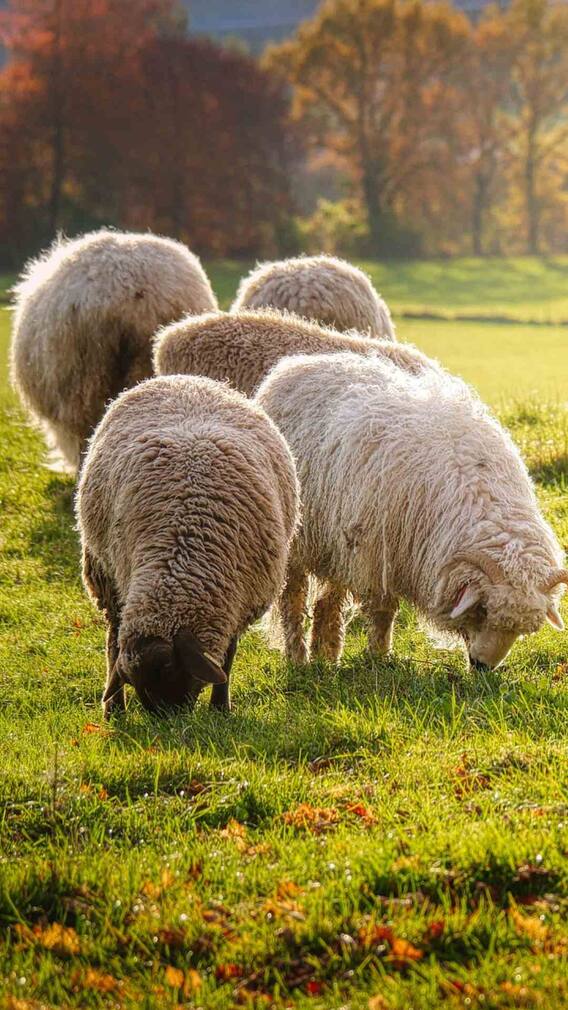 कहां होता है सबसे ज्यादा भेड़ पालन