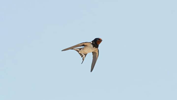 रिसर्चर्स का कहना है कि जब यह बहुत ऊंचाई तक पहुंच जाता है, इसके बाद नीचे उतरने के वक्त हल्की झपकी ले लेता है.