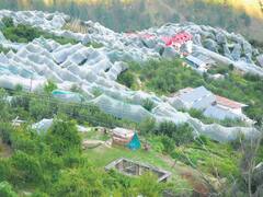 वर्षभर एकच फळ विकतात अन् करोडपती बनतात; आशियामधील सर्वात श्रीमंत गाव भारतात