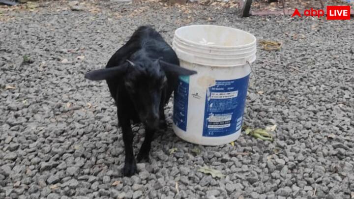 करुम्बी की उम्र चार साल है और यह दुनिया की सबसे छोटी जीवित बकरी है. 2021 जन्मी यह बकरी इतनी छोटी है कि इसे केवल एक स्केल की मदद से नापा जा सकता है.