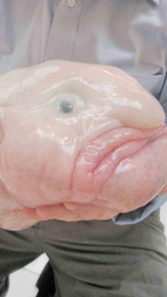 यह है दुनिया का सबसे बदसूरत जानवर, जिसे इस देश ने कहा एनिमल ऑफ द ईयर