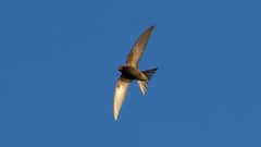 Common Swift Bird: 10 महीने तक लगातार उड़ सकता है यह परिंदा, हवा में ही खाता और सोता है, नाम नहीं जानते होंगे आप