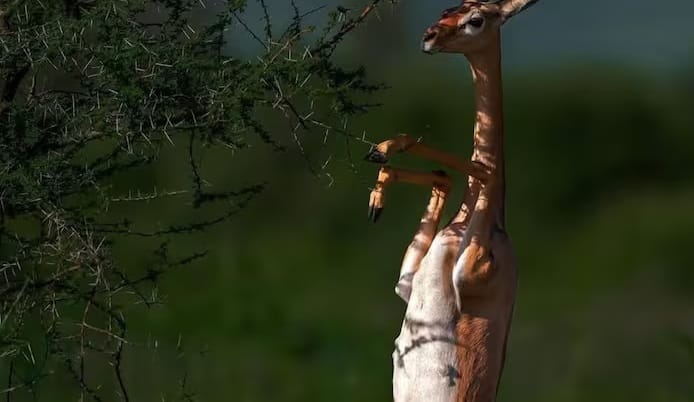 ગેરેનુકને પાણી પીવાની જરૂર નથી, કારણ કે તેમને જરૂરી પાણી છોડમાંથી મળે છે. ભલે તેઓ જીવનભર પાણી ન પીવે છતાં પણ તેઓ જીવિત રહી શકે છે.