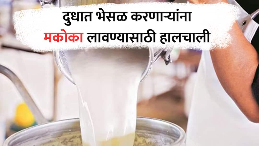 Ajit Pawar announcement MCOCA will be imposed on those who adulterate milk amendments will be made to law marathi news   Ajit Pawar : दुधात भेसळ करणाऱ्यांना मकोका लावणार, कायद्यात दुरुस्ती करणार; अजित पवारांची मोठी घोषणा