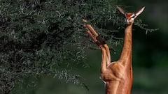 Animal: પાણી પીધા વિના આખી જિંદગી પસાર કરી શકે છે આ પ્રાણી, ક્યારેય નહી સાંભળ્યું હોય નામ