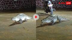 एडमिशन लेने आया होगा! IIT बॉम्बे के कैंपस में घुसा मगरमच्छ, लोगों ने ले लिए मजे, वायरल हो रहा वीडियो