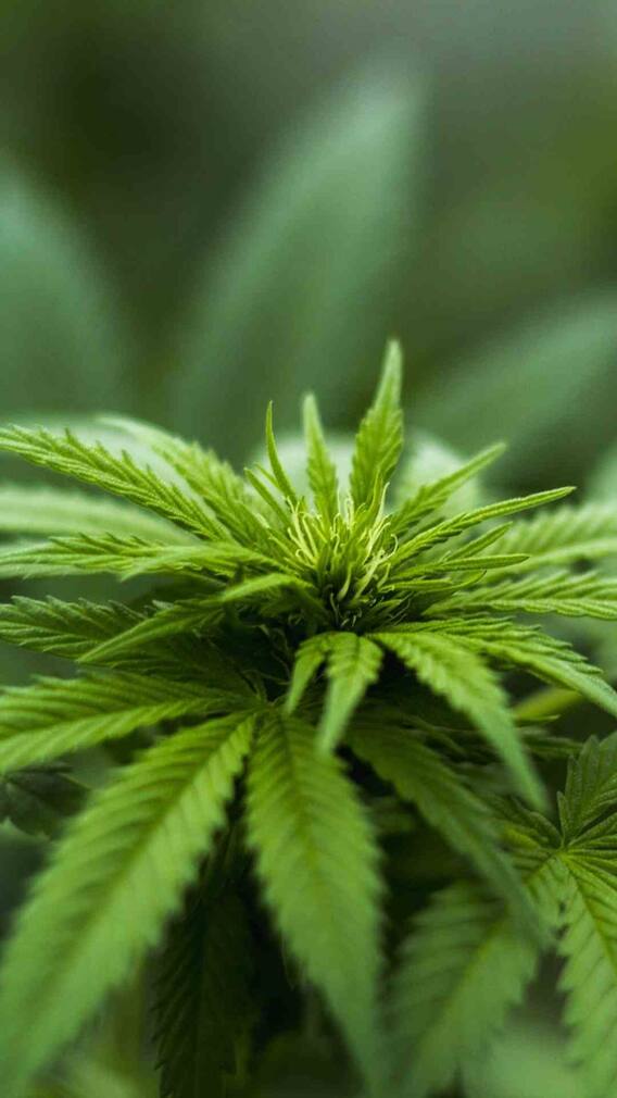 भांग पीने के बाद क्या वाकई नींद नहीं आती