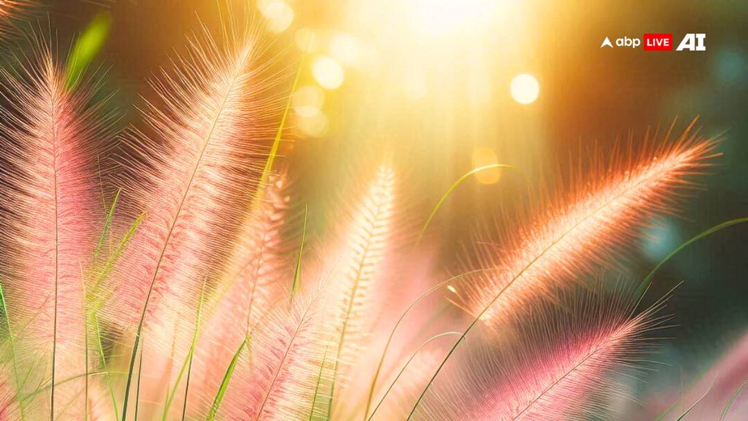 इस चीज को घास समझकर इग्नौर कर देते हैं लोग, आयुर्वेद से लेकर डॉक्टर तक मानते हैं लोहा The grass found in wheat fields Pittapappa is full of qualities from Ayurveda to doctors everyone accepts it ANNA इस चीज को घास समझकर इग्नौर कर देते हैं लोग, आयुर्वेद से लेकर डॉक्टर तक मानते हैं लोहा