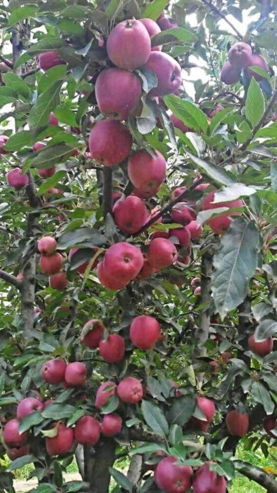 रामगढ़ हिल स्टेशन, यहां हर मौसम में बिखरे रहते हैं ताजे फल