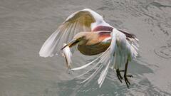 Weather Update: মাঝ চৈত্রেই সূর্যের প্রখর তেজ, হাঁসফাঁস গরম বাংলার এই জেলাগুলিতে