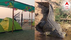 মৌসুনী দ্বীপে কুমির আতঙ্ক! পর্যটকদের চিৎকার- ছোটাছুটি, চিন্তায় ঘুম উড়ল স্থানীয়দের