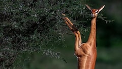 Animal Without Drinking Water: बिना पानी पिए पूरी जिंदगी गुजार सकता है यह जानवर, कभी नहीं सुना होगा नाम