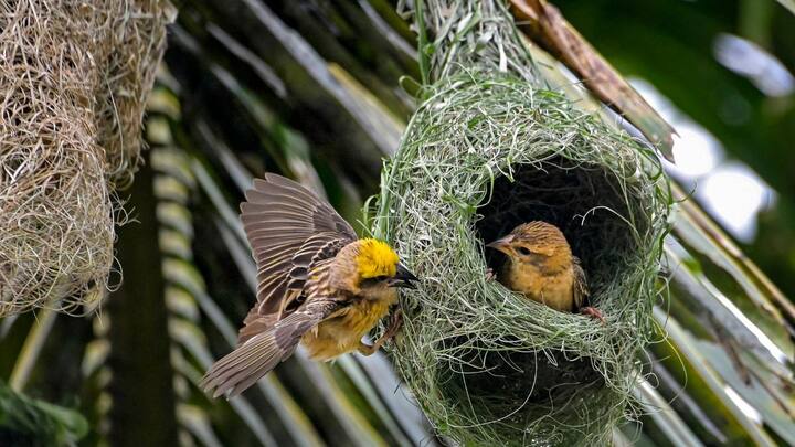 শুক্র ও শনিবার নাগাদ উত্তরবঙ্গের উপরের দিকের পাঁচ জেলাতে হালকা মাঝারি বৃষ্টির সম্ভাবনা। শুক্রবার দার্জিলিং, কালিম্পং এবং জলপাইগুড়ি এই তিন জেলাতে মেঘলা আকাশ বজ্রবিদ্যুৎ সহ হালকা মাঝারি বৃষ্টি কয়েক পশলা হতে পারে।