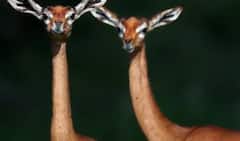 Animal: પાણી પીધા વિના આખી જિંદગી પસાર કરી શકે છે આ પ્રાણી, ક્યારેય નહી સાંભળ્યું હોય નામ