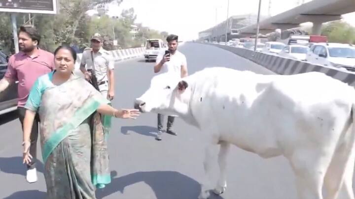 Rekha Gupta News: दिल्ली की सीएम रेखा गुप्ता ने बीच सड़क आवारा पशुओं को देखकर अपना काफिला रोका और अधिकारियों को निर्देश दिए कि गायों को सुरक्षित स्थल पर पहुंचाएं और उनके लिए आश्रय स्थल खोजें.