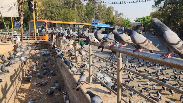 फिलहाल, एमसीडी ने इस नियम को कश्मीरी गेट तिब्बती मार्केट, ईदगाह गोल चक्कर और पंचकुइंया रोड स्थित श्मशान गृह के पास लागू किया है. यहां अगर कोई सड़क किनारे दाना डालते हुए नजर आता है, तो उसका वाहन नंबर नोट कर लिया जाता है.