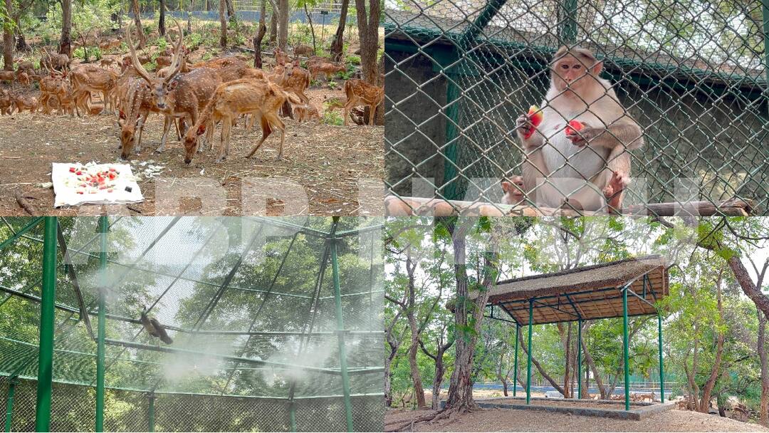 மயிலுக்கு ஸ்பிரேயர்... மான்களுக்கு இயற்கை குடில்... கோடை வெயிலில் இருந்து விலங்குகளுக்கு ரிலாக்ஸ்