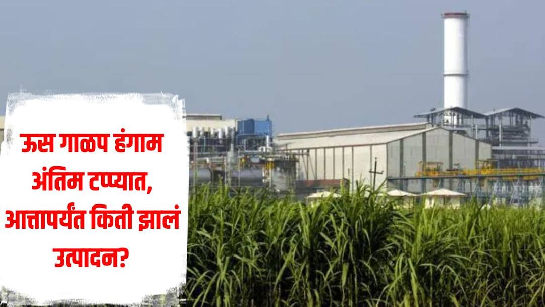 Sugarcane crushing season of 186 out of 200 sugar factories in Maharashtra has ended how much production was done in which sector महाराष्ट्रातील 200 पैकी 186 साखर कारखान्यांचा गाळप हंगाम समाप्त, कोणत्या विभागात किती झालं उत्पादन? 
