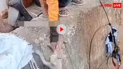 हम तो डूबेंगे सनम, तुम्हें भी! बिल्ली को बचाने के चक्कर में शख्स का हो गया पोपट, देखें वीडियो