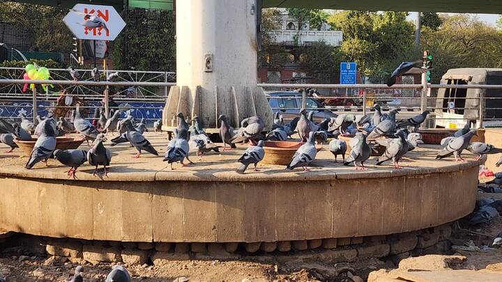 सिटी एसपी जोन की उपायुक्त वंदना राव के अनुसार, यह निर्णय सार्वजनिक स्थलों की स्वच्छता बनाए रखने के लिए लिया गया है. एमसीडी ने सरकारी भूमि पर पक्षियों के लिए दाना बेचने वाले अवैध दुकानदारों को भी हटा दिया है. इसके अलावा, इन इलाकों में सफाई अभियान चलाकर सूचना बोर्ड लगाए गए हैं, जिन पर स्पष्ट चेतावनी दी गई है कि पक्षियों और जानवरों को भोजन देना प्रतिबंधित है.