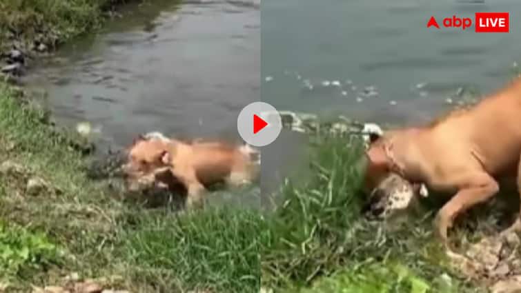 कुत्ते से पंगा लेना मगरमच्छ को पड़ गया भारी! पानी में घुस ऐसा मरोड़ा कि याद आ गई नानी