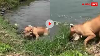 कुत्ते से पंगा लेना मगरमच्छ को पड़ गया भारी! पानी में घुस ऐसा मरोड़ा कि याद आ गई नानी, देखें वीडियो