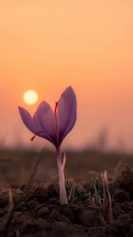 घर पर कैसे कर सकते हैं केसर की खेती?